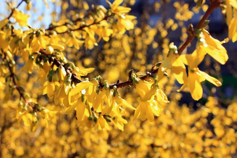 Красота природы: в Днепре зацвели каштаны и цветы 8