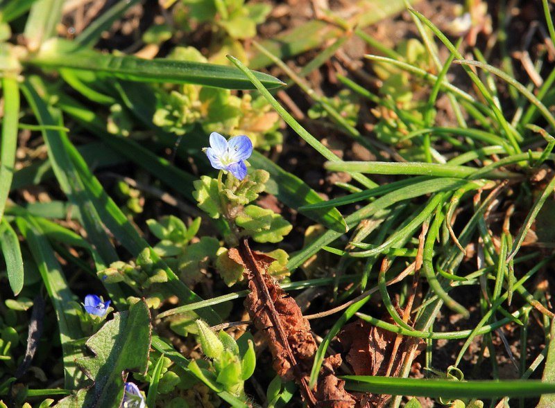 Красота природы: в Днепре зацвели каштаны и цветы 9