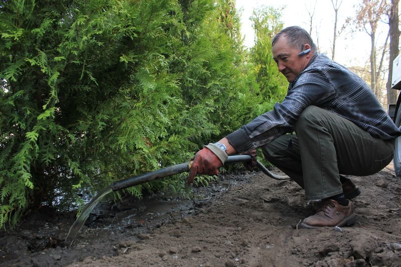 На Аллее памяти возле ОГА посадили 180 туй 5