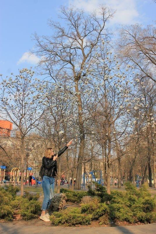 Красота природы: в Днепре зацвела магнолия 1