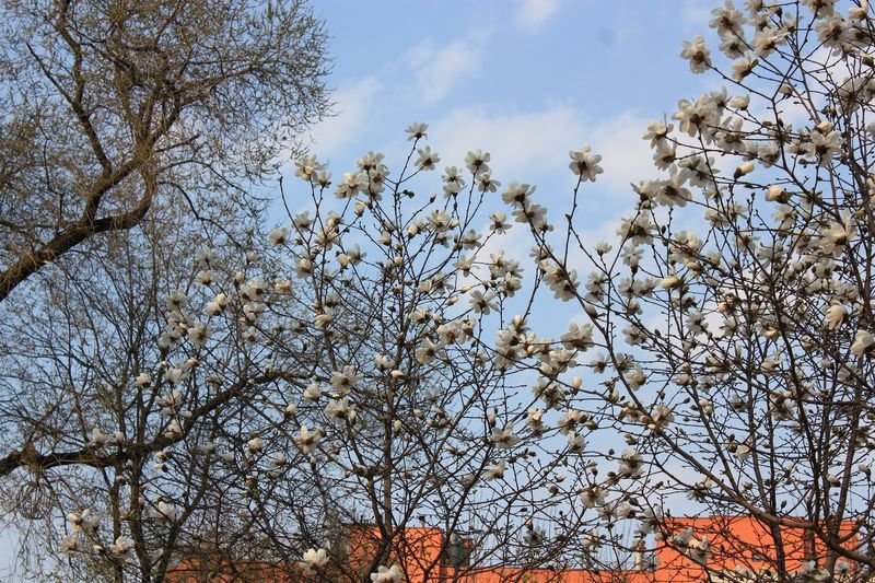 Красота природы: в Днепре зацвела магнолия 2