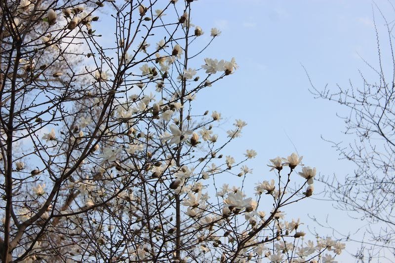 Красота природы: в Днепре зацвела магнолия 4