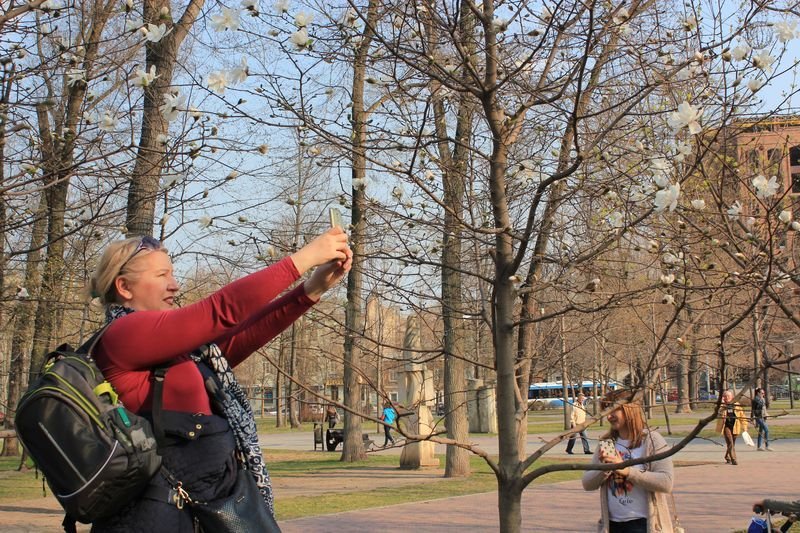 Красота природы: в Днепре зацвела магнолия 5