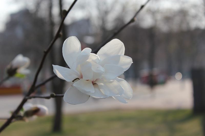 Красота природы: в Днепре зацвела магнолия 6