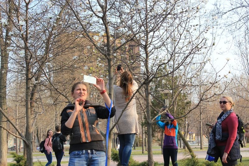 Красота природы: в Днепре зацвела магнолия 7