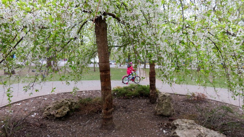 Выходной в Днепре: пустые улицы, одинокие фонтаны и цветущие магнолии 5