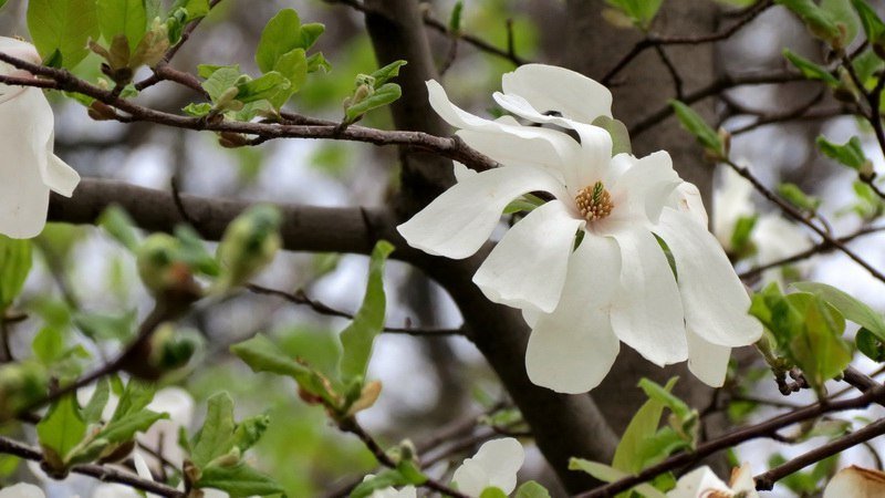 Выходной в Днепре: пустые улицы, одинокие фонтаны и цветущие магнолии 7