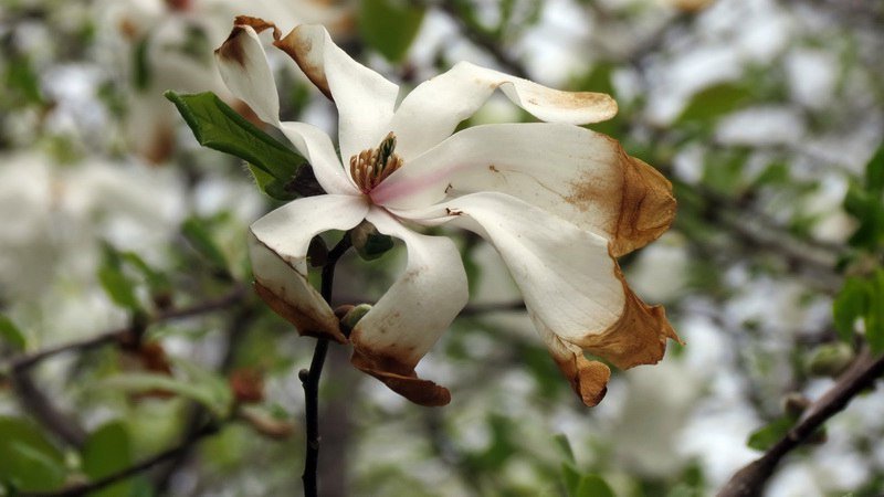 Выходной в Днепре: пустые улицы, одинокие фонтаны и цветущие магнолии 8