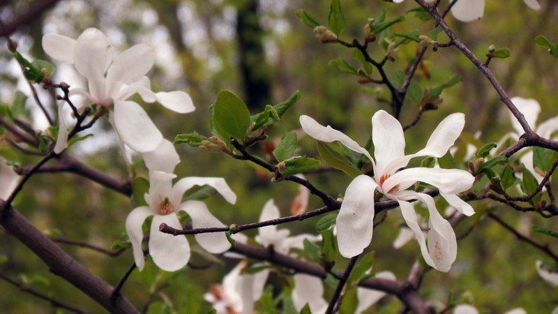 Выходной в Днепре: пустые улицы, одинокие фонтаны и цветущие магнолии 9