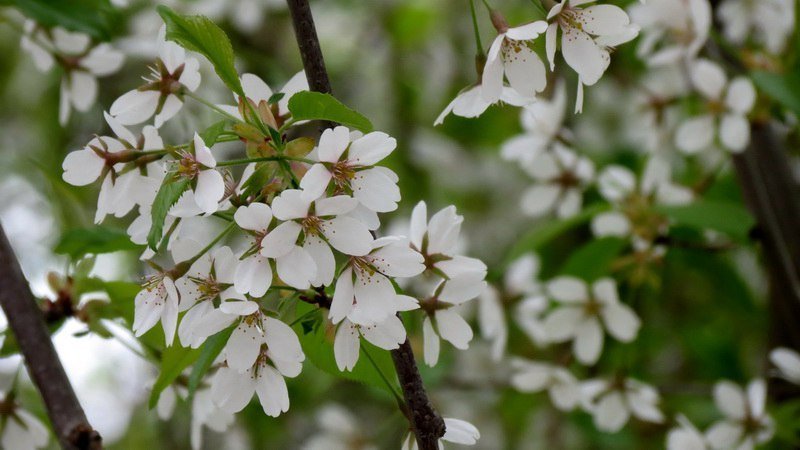 Выходной в Днепре: пустые улицы, одинокие фонтаны и цветущие магнолии 10