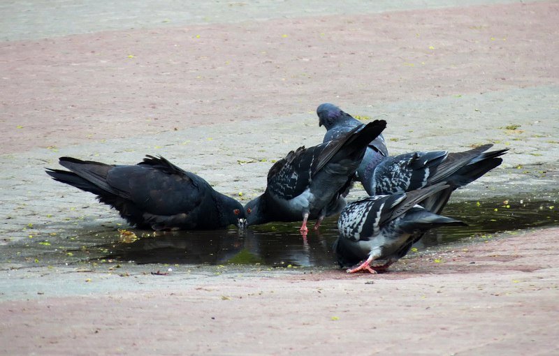 Выходной в Днепре: пустые улицы, одинокие фонтаны и цветущие магнолии 16