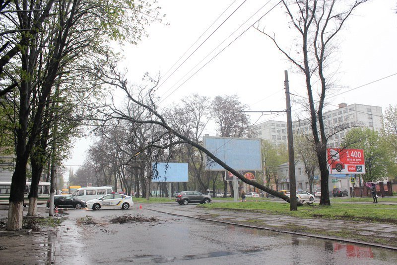 На Пушкина ветер повалил дерево на провода 2