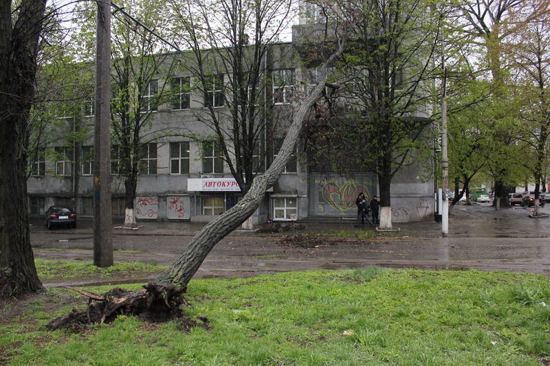 На Пушкина ветер повалил дерево на провода 3