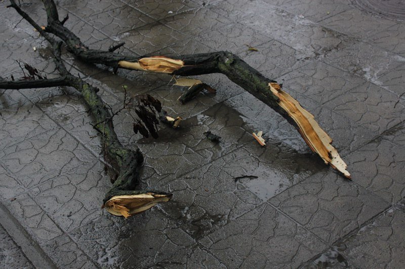 На Пушкина ветер повалил дерево на провода 4