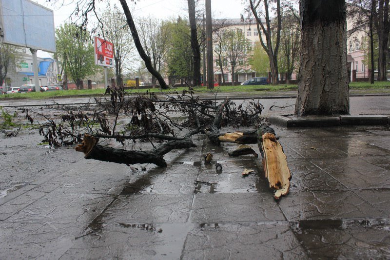 На Пушкина ветер повалил дерево на провода 5