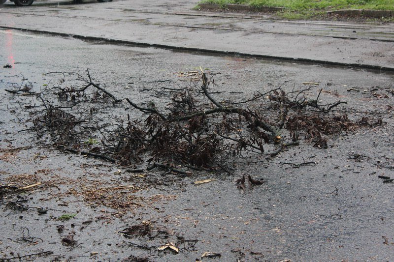 На Пушкина ветер повалил дерево на провода 8