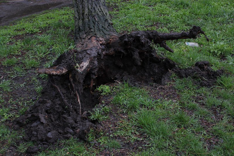 На Пушкина ветер повалил дерево на провода 9