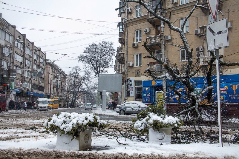 Возле Пассажа упало дерево: проезд транспорта заблокирован 3