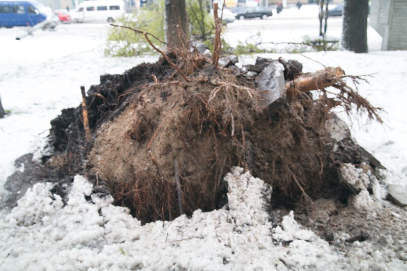 На Победе дерево упало на остановку 2