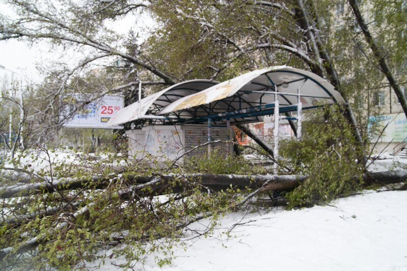 На Победе дерево упало на остановку 5