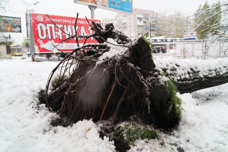На Победе дерево упало на остановку 6