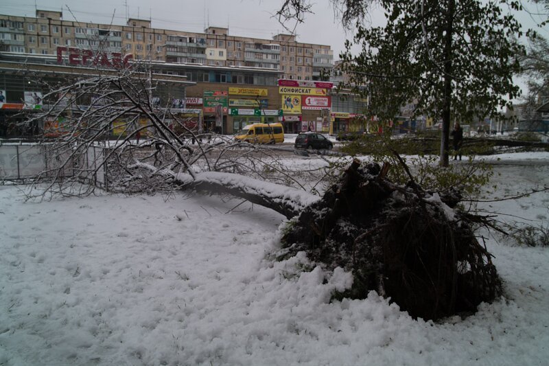 На Победе дерево упало на остановку 7