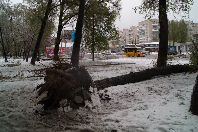 На Победе дерево упало на остановку 8