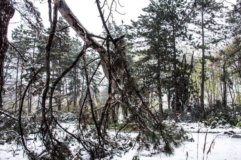 Стихийное бедствие в ботаническом саду Днепра: непогода уничтожила сотни редких растений 12