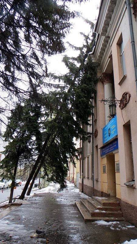 Беспощадная стихия: В Днепре на историческое здание упало несколько елок 1