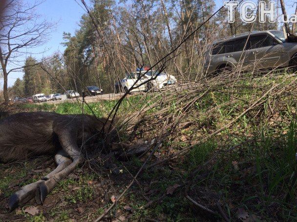 Сбил лося и разбил внедорожник: известный украинский боксер попал в ДТП 3