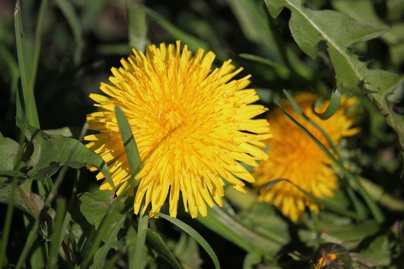 Бегающие дети, влюбленные парочки и маленькие утята: весна в парке Глобы 2