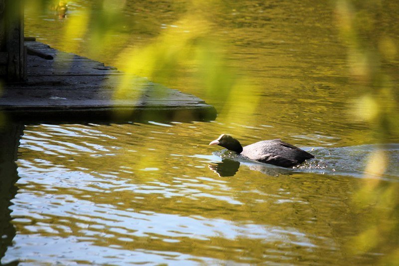Бегающие дети, влюбленные парочки и маленькие утята: весна в парке Глобы 8