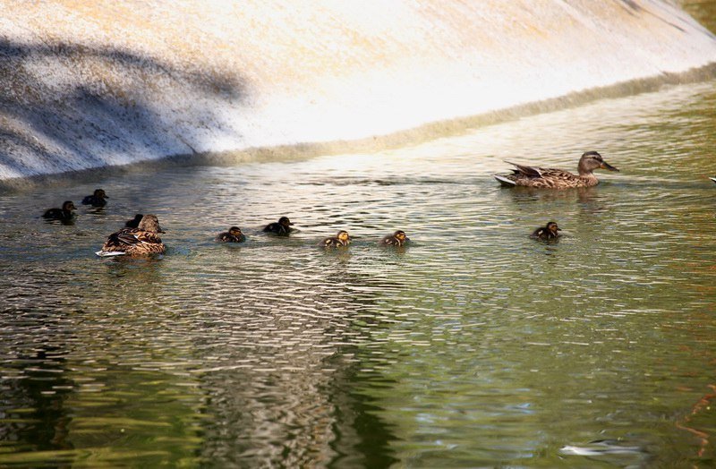 Бегающие дети, влюбленные парочки и маленькие утята: весна в парке Глобы 14