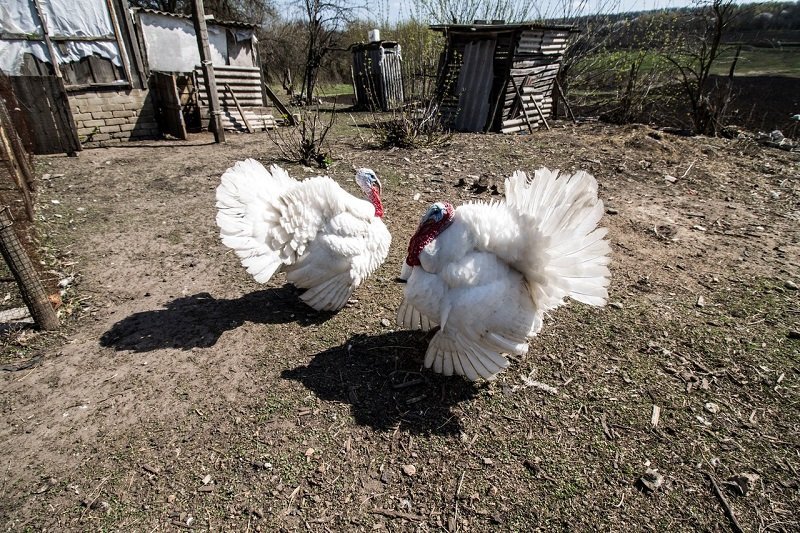 Агония на краю света: затерянные села Днепропетровщины. Часть II 9