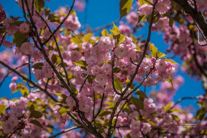 Красота природы: в Днепре зацвели сакуры 1