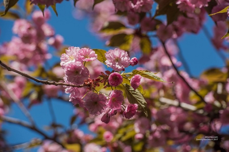 Красота природы: в Днепре зацвели сакуры 2