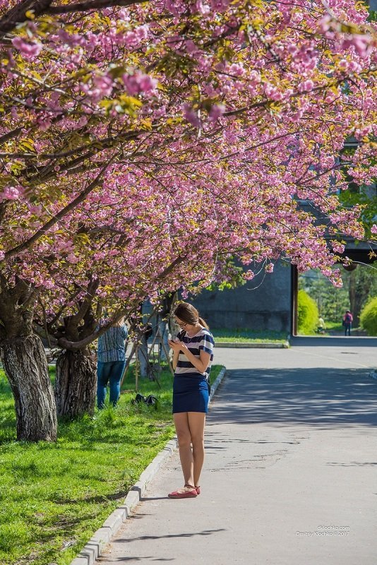 Красота природы: в Днепре зацвели сакуры 3