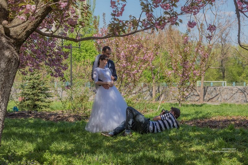 Красота природы: в Днепре зацвели сакуры 4