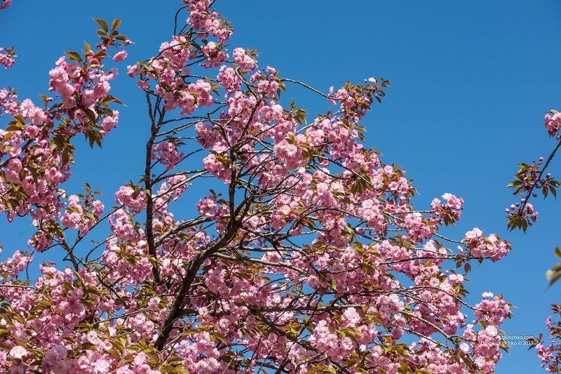 Красота природы: в Днепре зацвели сакуры 5