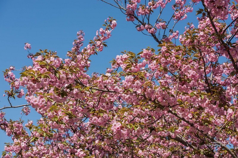 Красота природы: в Днепре зацвели сакуры 6