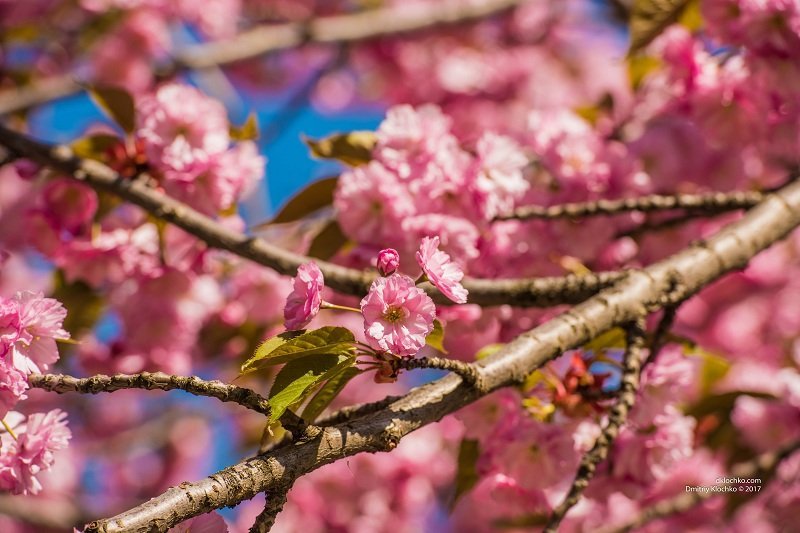 Красота природы: в Днепре зацвели сакуры 7