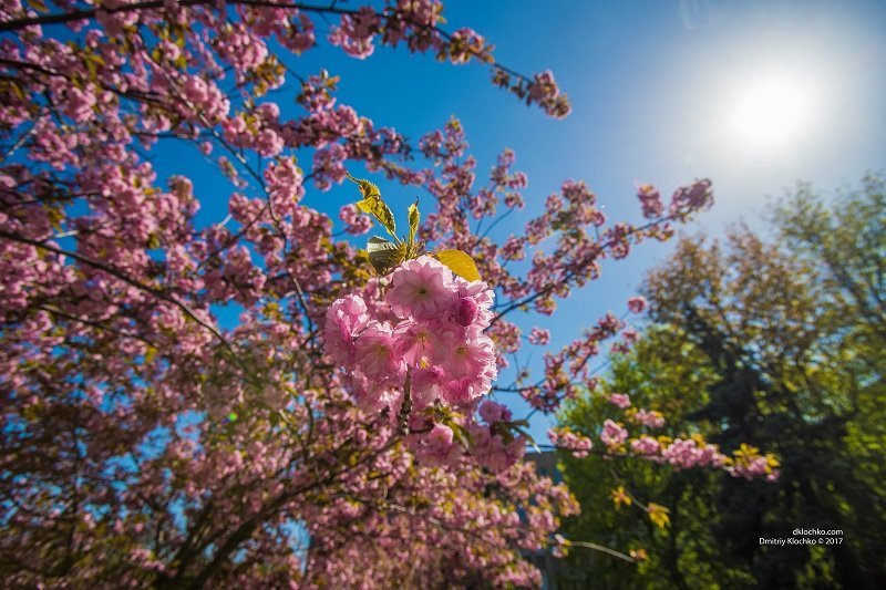 Красота природы: в Днепре зацвели сакуры 8