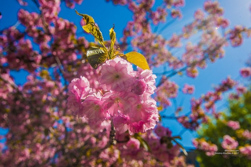 Красота природы: в Днепре зацвели сакуры 9