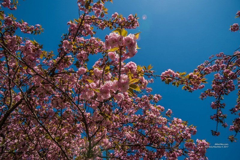 Красота природы: в Днепре зацвели сакуры 10