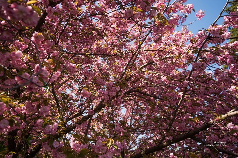 Красота природы: в Днепре зацвели сакуры 11