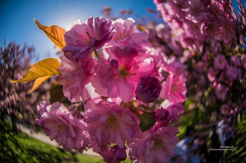 Красота природы: в Днепре зацвели сакуры 12