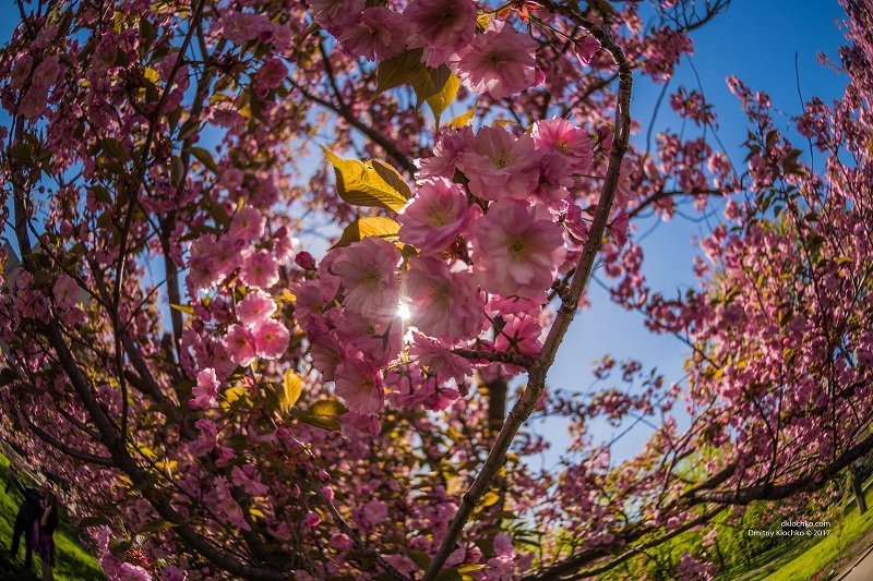 Красота природы: в Днепре зацвели сакуры 13