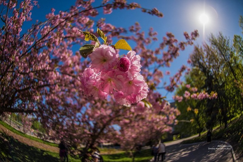 Красота природы: в Днепре зацвели сакуры 14