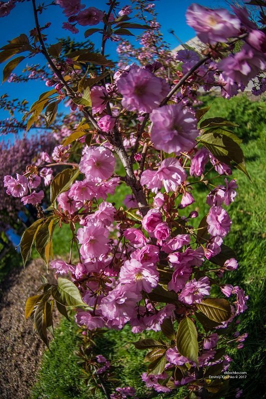 Красота природы: в Днепре зацвели сакуры 15