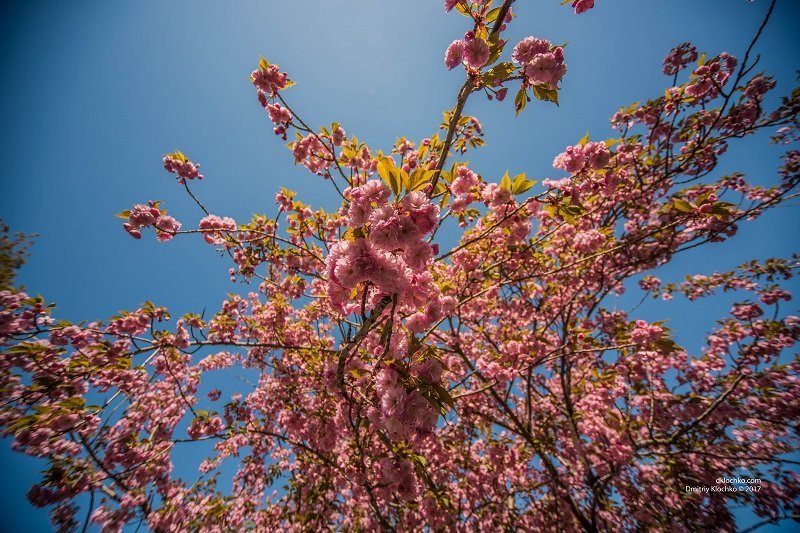 Красота природы: в Днепре зацвели сакуры 16